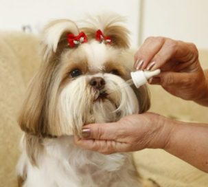 Homeopatia em Animais em Curitiba