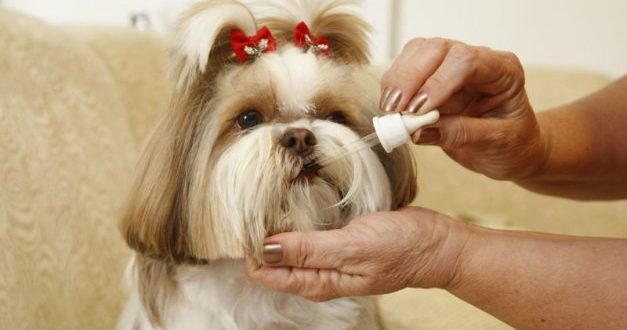 Homeopatia em Animais em Curitiba